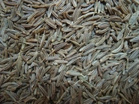 Rezene Anason Kullanımı ve Faydaları Nelerdir? Rezene Anason Kullanımı ve Faydaları Nelerdir?