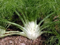 Rezene Yetiştiriciliği Rezene Yetiştiriciliği